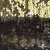 Трикотажное полотно, Сетка с пайетками, шир.130 см, #315, цв.-бронза/золото - купить в Новомосковске. Цена 693.39 руб.